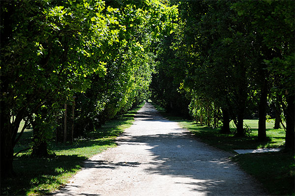 Allee am Monrepos